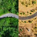 Green Tomorrow Initiative – Miyawaki Forest Project